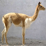Vicuña: Fiber of Incan Royalty