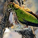 Leftover yarn is no good for nest building